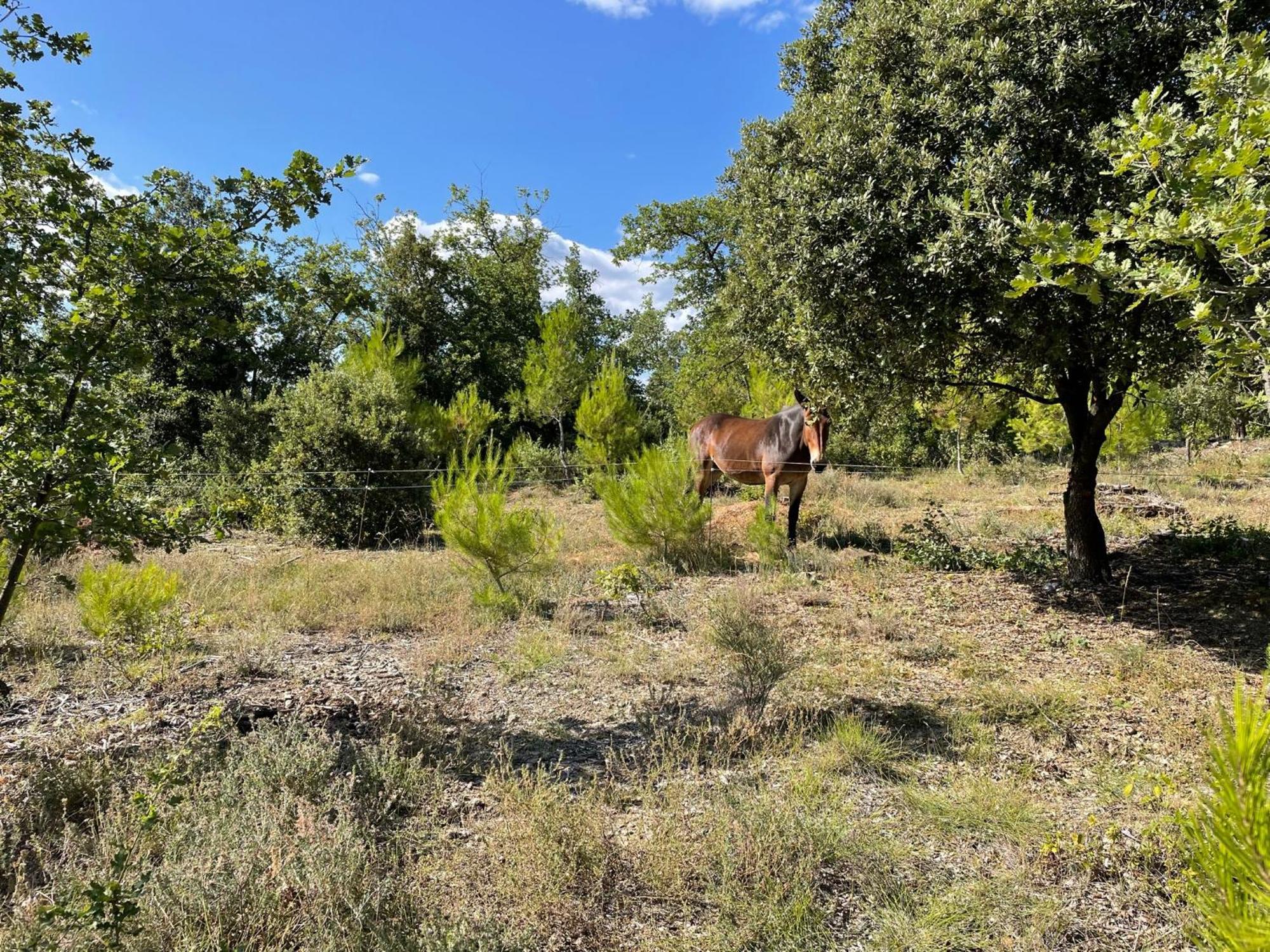 Les Yourtes De Provence Saint-Paulet-de-Caisson Zewnętrze zdjęcie